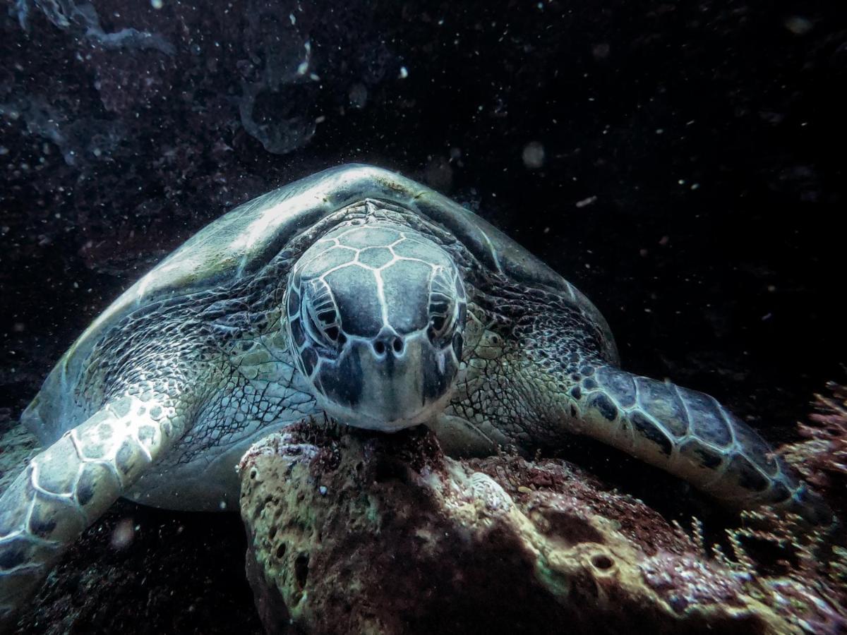 3Will Bunaken Dive Resort Eksteriør bilde